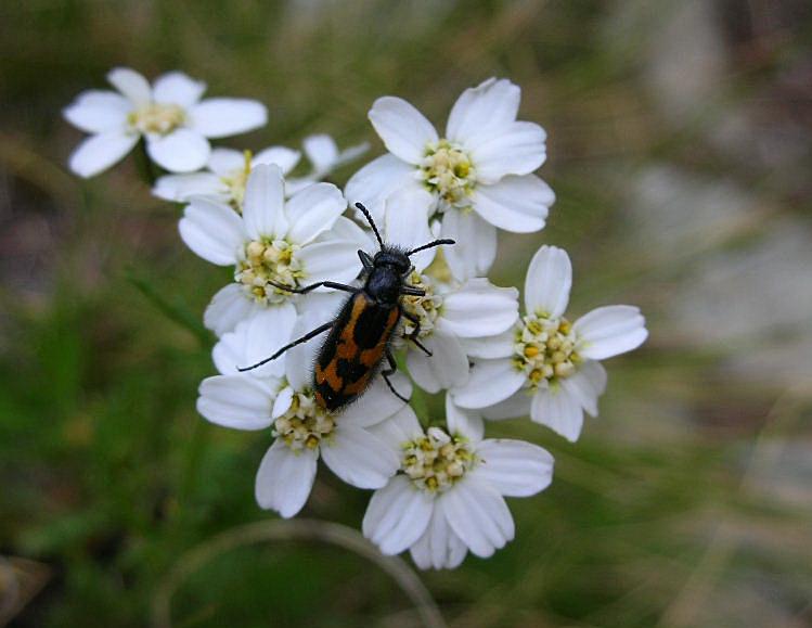 Mylabris flexuosa